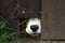 Dog puts its muzzle through a hole in the fence of country house to sniff