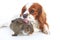 Dog and rabbit together. Animal friends. Rabbit bunny pet white fox rex satin real live lop widder nhd dwarf dutch with