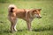 A dog of race shiba inu of color of the fox standing in the middle of the grass