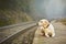 Dog on the railway platform