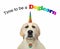 Dog with rainbow horn