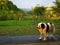 Dog and rainbow after rain in the background