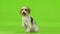 Dog raised his paw and stuck out his tongue. Green screen. Slow motion