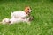 Dog raising paw to surrender in wrestling competition with another dog