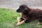 Dog and rawhide bone laying down outdoor field