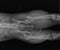 Dog X Ray Showing Canine Right Leg Hip Dysplasia. Ventral View