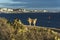 Dog in the rays of the setting against the background of the sea