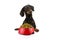 Dog ready for eat food. Dachshund with paws over black edge next to a red bowl. Tilting head side. Isolated on white background