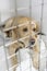 Dog Recovering In Vet\'s Kennels