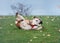 Dog of red and black english bulldog lying on its side