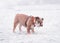 Dog of red and black english bulldog playing on the snow and stucking out his tongue looking at camera.