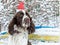 A dog in a red cap on his head sits on a bench in a snowy winter garden