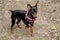 dog in a red collar standing on the gray ground