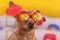 Dog in red glasses with a cocktail sign on the ear, reflection in glasses tropical cocktail, on bright colorful