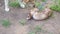 dog and red-haired domestic ferret is walked on a leash on the lawn.