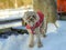 a dog in a red jacket standing on top of a snow covered field