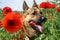 Dog and red poppies on the meadow. Summer hot day.