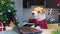 A dog in a red shirt looks at a laptop in the Christmas kitchen