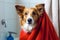 Dog in red towel