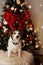 DOG REINDEER. SANTA LITTLE HELPER JACK RUSSELL DIADEM FOR CHRISTMAS, DEFOCUSED CHRISTMAS LIGHT TREE LIKE BACKGROUND