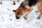 The dog rejoices in snow and enjoys moment. Walk with pet in fresh air. German Shepherd black and red color buried nose in snow