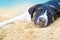 Dog relax sleeping on the sea sand beach summer day