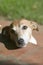 A dog relaxes in the sunshine at Lewa Downs in North Kenya, Africa