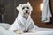 Dog is relaxing after bath. Pets spa, grooming salon, pet resort. Animal care service, bathing. Rest, relax, wellness