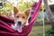 Dog relaxing in hammock