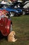 Dog relaxing next to vintage British car at show