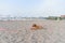 Dog relaxing on sand tropical beach near the blue