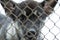 Dog at a rescue shelter in a cage.