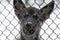 Dog at a rescue shelter in a cage.