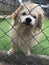 Dog at a rescue shelter in a cage