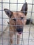 Dog at a rescue shelter in a kennel