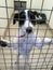 Dog at a rescue shelter sat in a cage