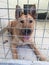 Dog at a rescue shelter sat in a kennel