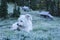 Dog resting on the frozen Meadow