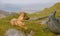 Dog resting on a grass after intensive hillwalking