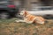 Dog Resting On Grass Of Roadside In Front Of Blurred Traffic