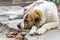 Dog resting on the ground. Breed Central Asian Shepherd Alabai