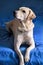 Dog is resting at home. Photo of yellow labrador retriever dog posing and resting on bed for photo shoot. Portrait of labrador.