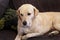 Dog is resting at home. Yellow labrador retriever dog laying in the bed. A beautiful dog enjoys on bed, in the living room.