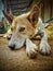 A dog is resting peacefully on muddy floor