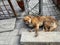 A dog resting on roadside.