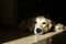 A dog resting in the sun on the tiled floor. A dog sleeping on the floor