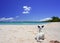 A dog rests on a sandy beach near a tropical lagoon surrounded by palm trees on an island