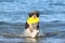 Dog Retrieving a Frisbee at the Beach