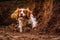 dog retrieving hidden toy from dug hole