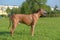 Dog rhodesian ridgeback for a walk